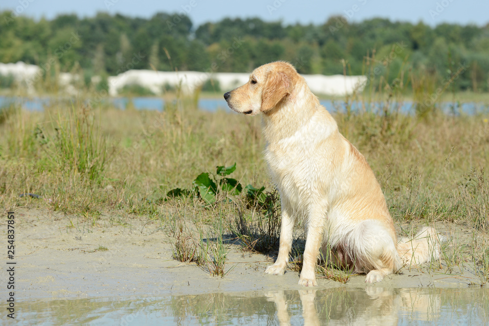 dog golden retriever sitting on the lake and looking dog golden retriever sitting on the lake and looking