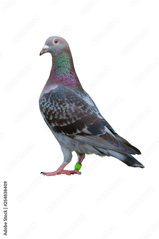 Obraz premium full body of speed racing pigeon bird isolate white background
