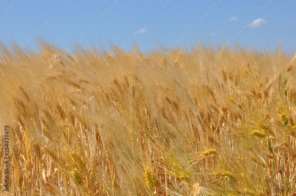 Golden wheat field in the wind