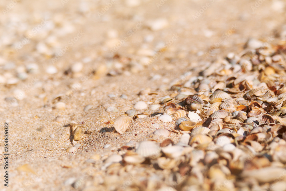 Shells and sand surface, beach background Shells and sand surface, beach background