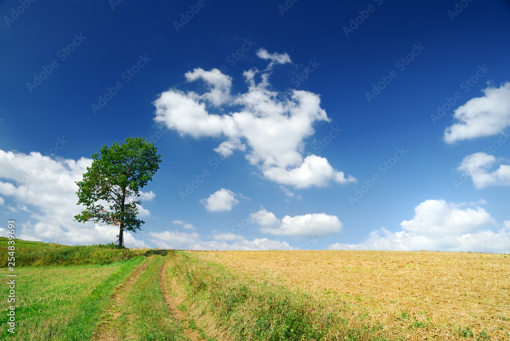 Trees next to a rural road running among green fields