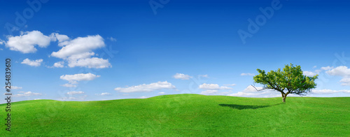 Idyll  panoramic landscape  lonely tree among green fields