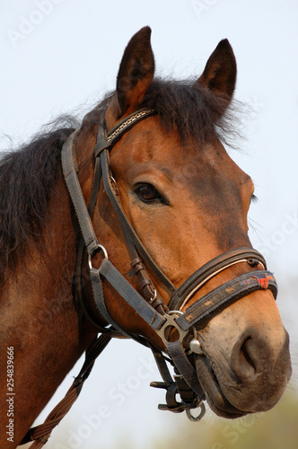 Portrait of horse in bay color
