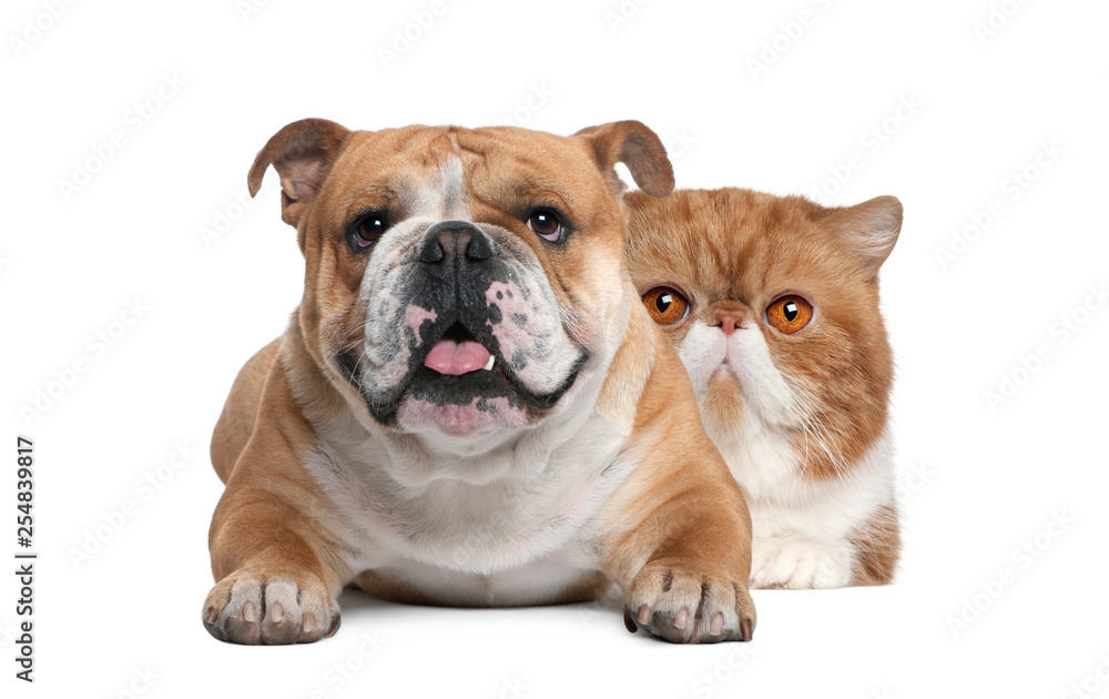 Cat and dog, Exotic Shorthair cat and British bulldog lying in front of white background Cat and dog, Exotic Shorthair cat and British bulldog lying in front of white background