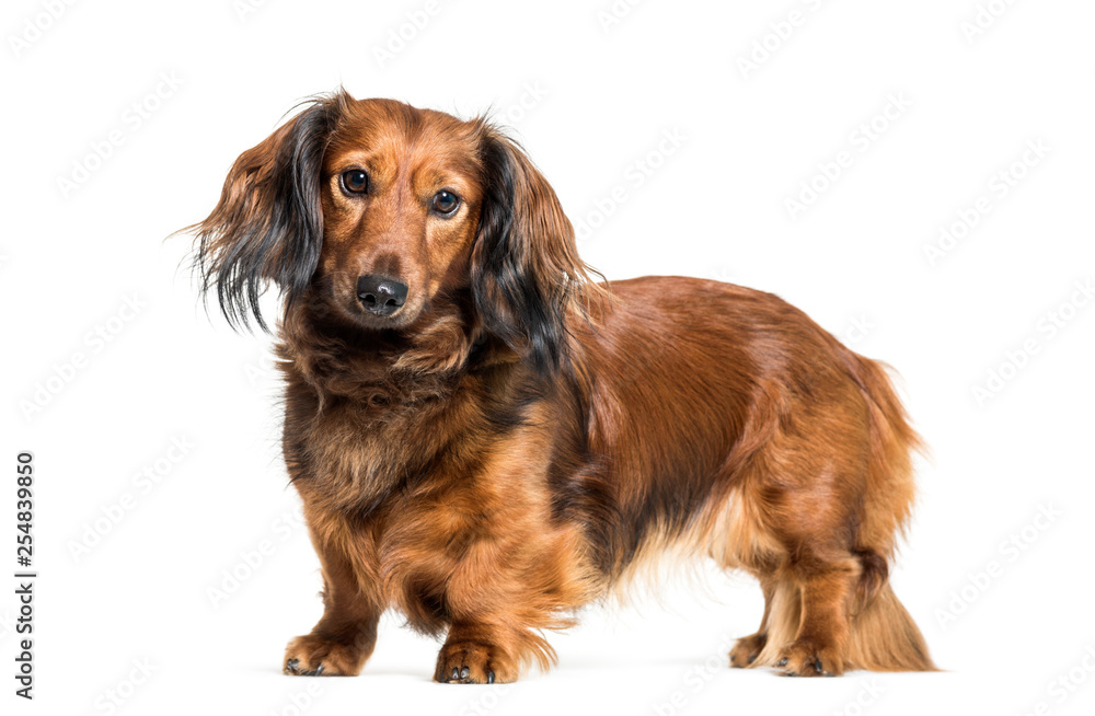 Dachshund, sausage dog, wiener dog in front of white background