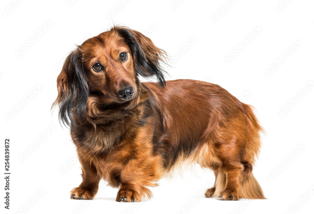 Dachshund, sausage dog, wiener dog in front of white background