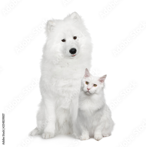 Cat and dog, Turkish Angora and Samoyed in front of a white background