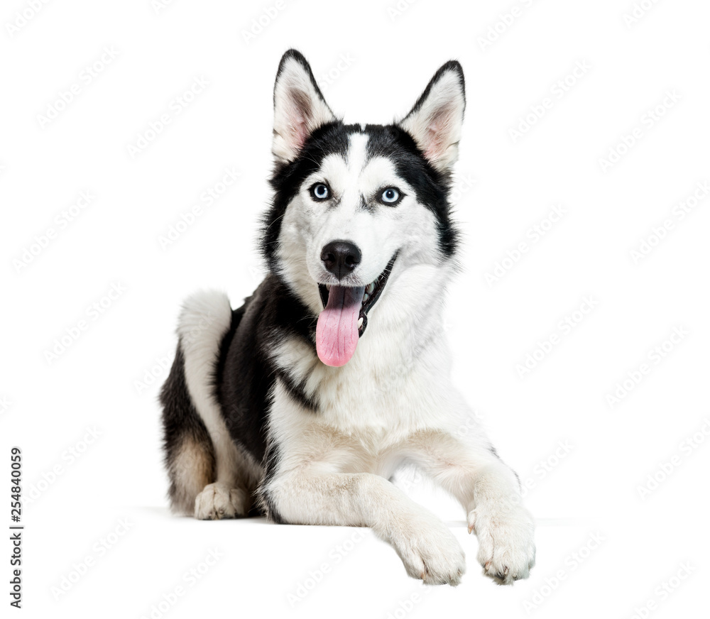 Siberian Husky, 6 months old, lying in front of white background