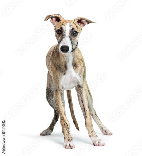 Whippet, English Whippet, Snap dog in front of white background