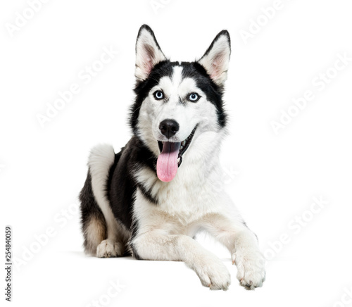 Siberian Husky, 6 months old, lying in front of white background