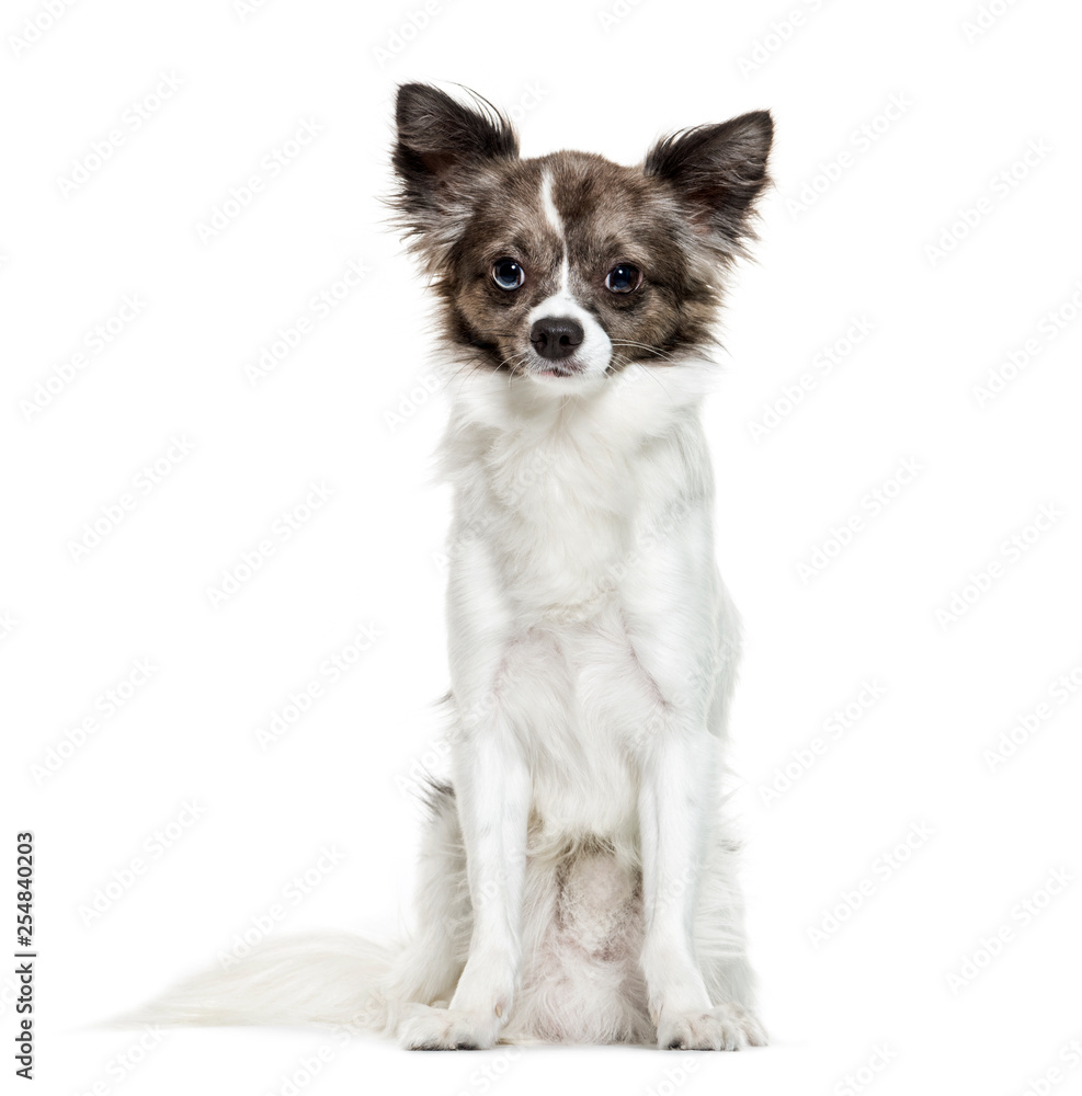 Chihuahua sitting in front of white background