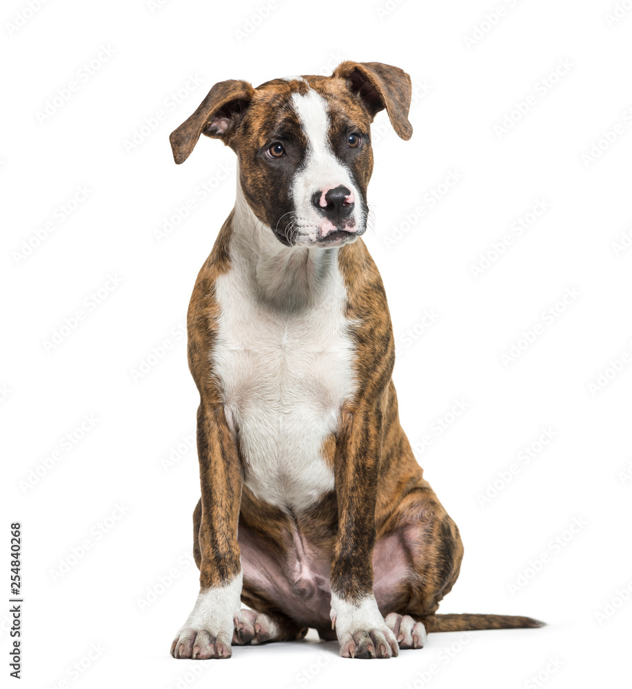 American Staffordshire Terrier, the Amstaff sitting in front of