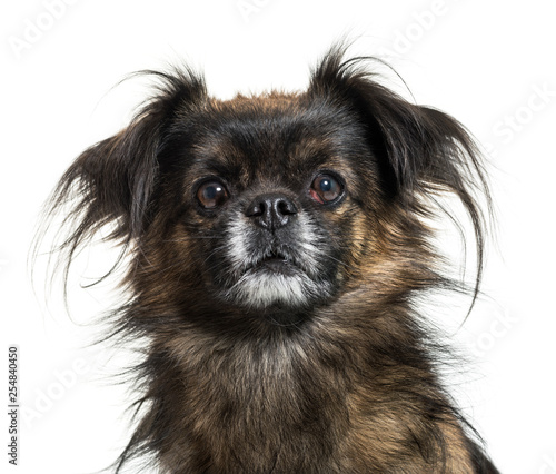 Fotografie Tibetan spaniel in front of white background