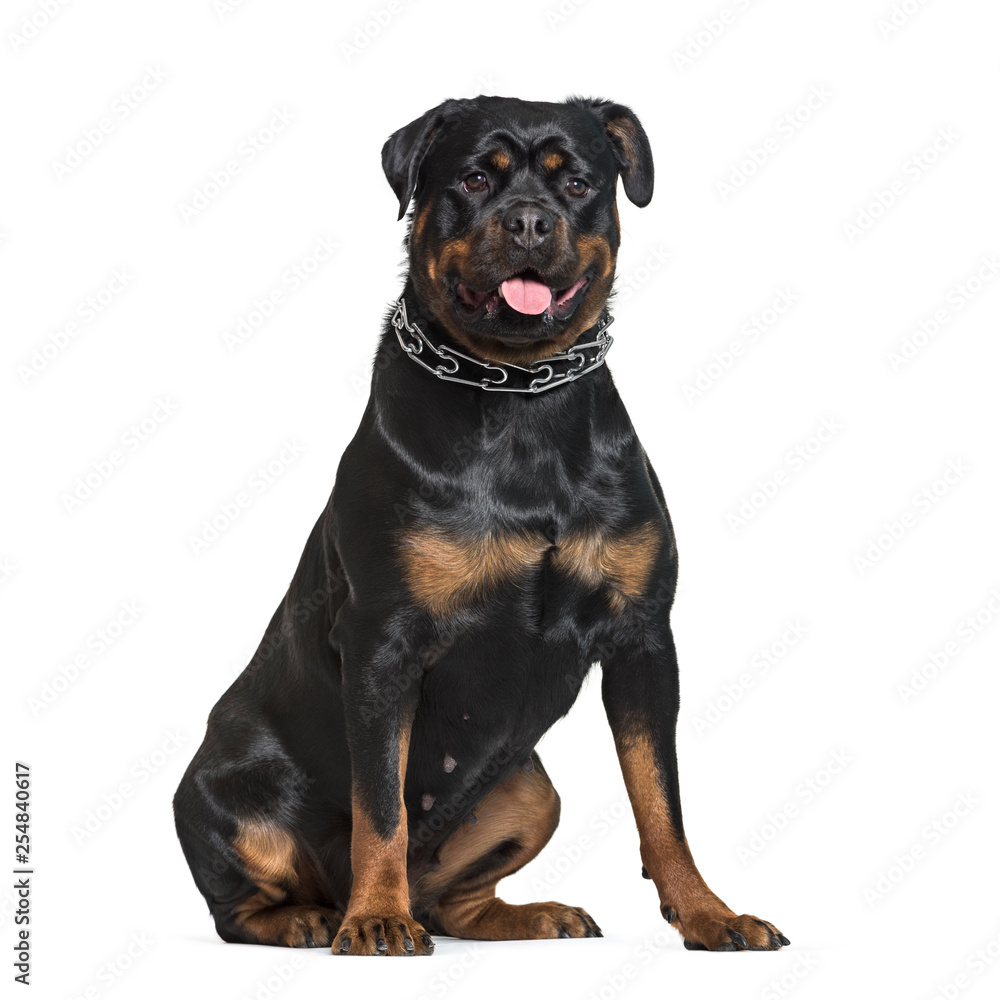 Rottweiler sitting in front of white background Rottweiler sitting in front of white background