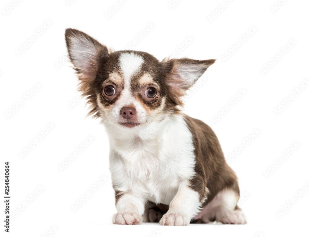 Chihuahua sitting in front of white background Chihuahua sitting in front of white background