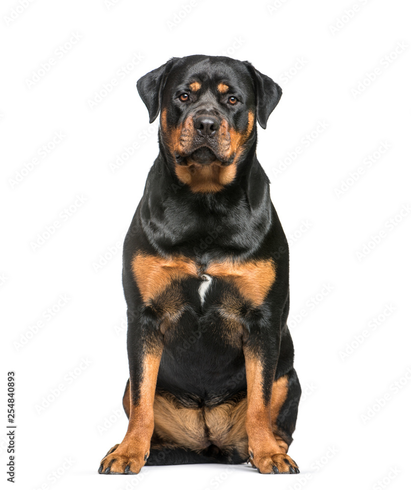 Rottweiler, 1 year old, sitting in front of white background