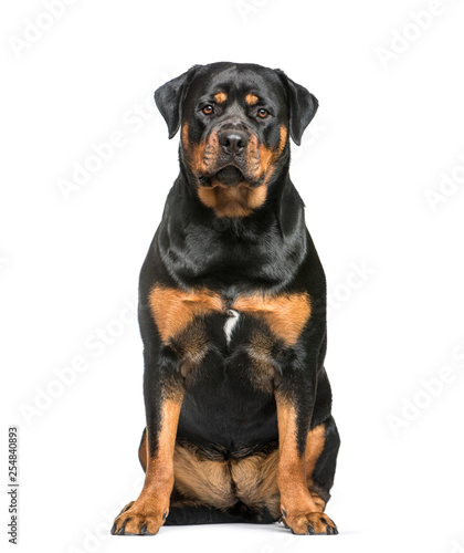 Rottweiler  1 year old  sitting in front of white background