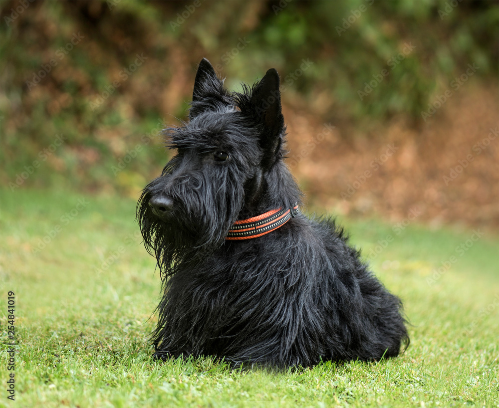 Scottish Terrier, 2 years old, in park Scottish Terrier, 2 years old, in park