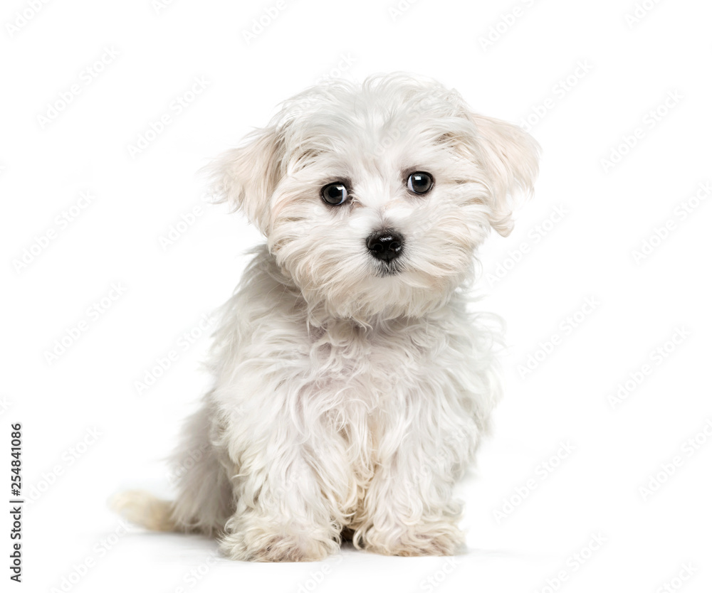 Maltese dog, 3 months old, sitting in front of white background Maltese dog, 3 months old, sitting in front of white background