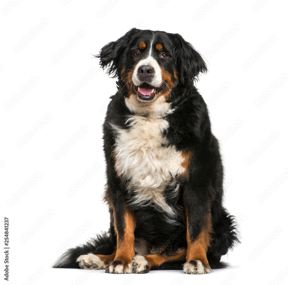 Bernese Mountain dog, 6 years old, sitting in front of white bac