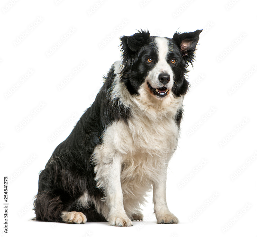 Border Collie, 11 years old, sitting in front of white backgroun