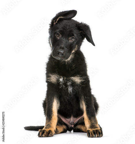 Malinois dog, 3 months old, sitting in front of white background