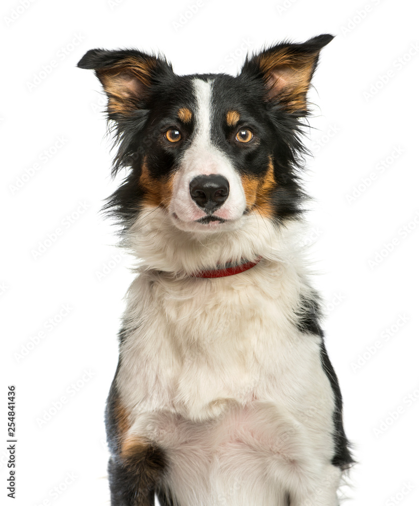 Border Collie, 1 year old, sitting in front of white background