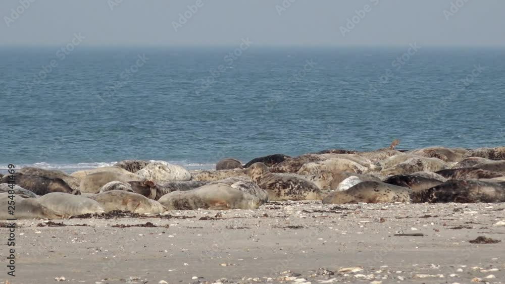 grey seals lying on coast in germany grey seals lying on coast in germany