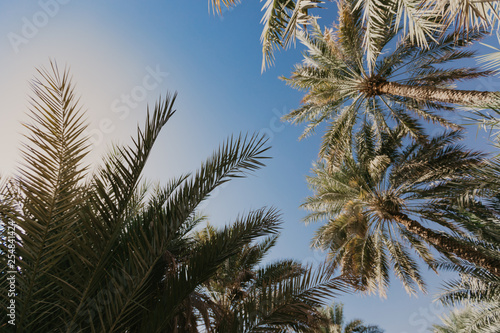 Copy space of silhouette tropical palm tree with sun light - Image