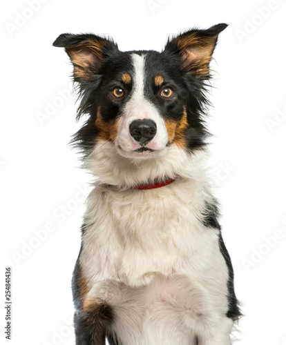 Border Collie, 1 year old, sitting in front of white background