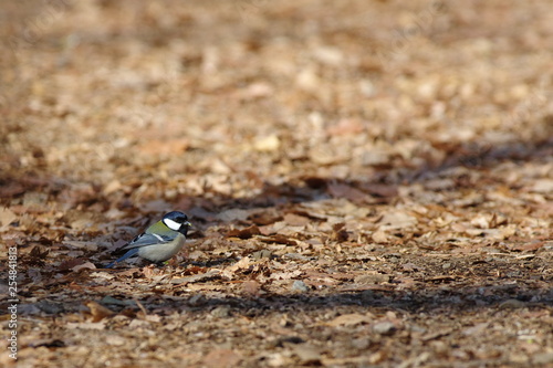 落葉と野鳥