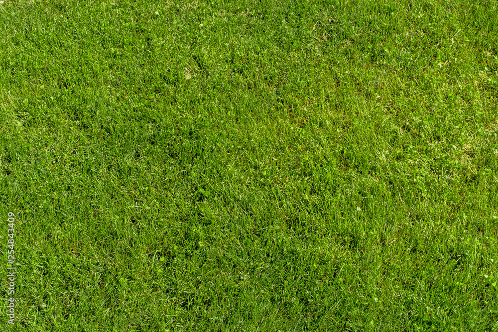 Fototapeta premium Beautiful background, green juicy grass, for golf and football, texture for design.