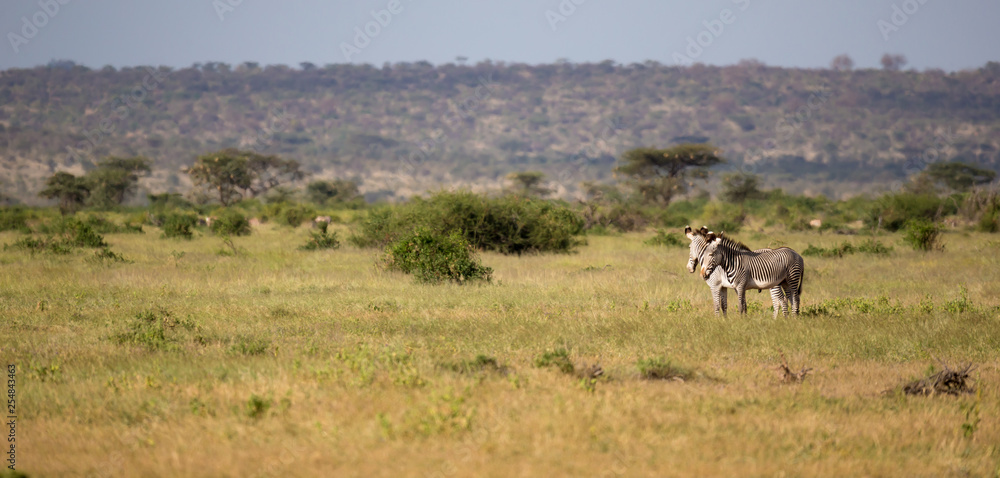 Native antelopes in the grasland of the Kenyan savannah
