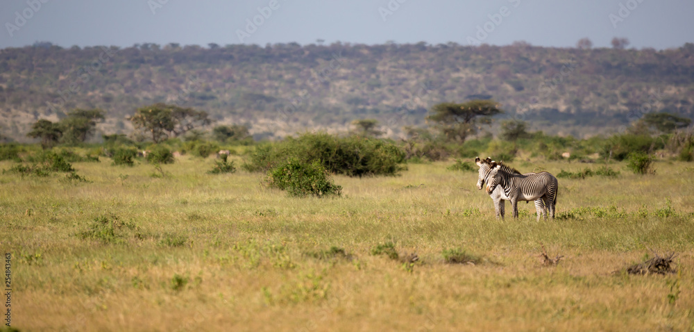 Native antelopes in the grasland of the Kenyan savannah Native antelopes in the grasland of the Kenyan savannah