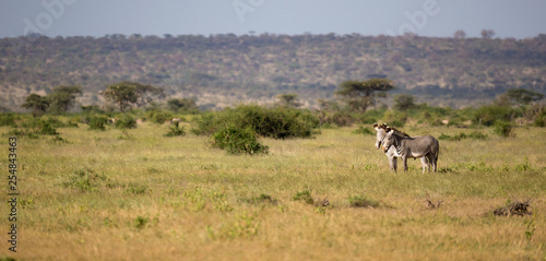 Native antelopes in the grasland of the Kenyan savannah © 25ehaag6
