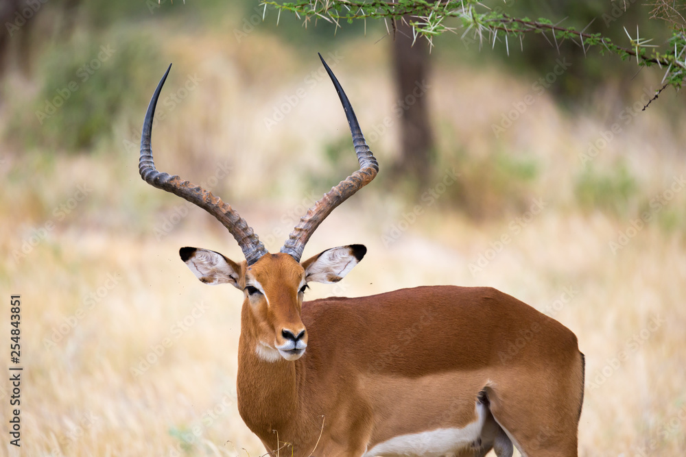 Native antelopes in the grasland of the Kenyan savannah Native antelopes in the grasland of the Kenyan savannah