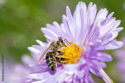 Western honeybee - Apis mellifera - collecting pollen on an aster