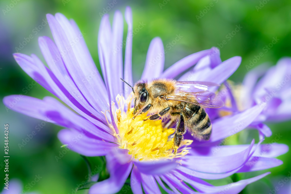 Western honeybee - Apis mellifera - collecting pollen on an aster Western honeybee - Apis mellifera - collecting pollen on an aster