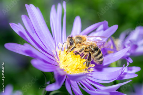Western honeybee - Apis mellifera - collecting pollen on an aster
