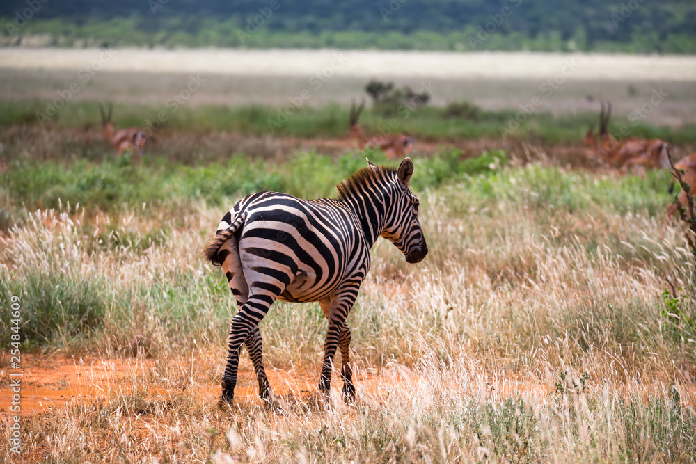 Obraz premium Zebras in the grass landscape of the savannah of Kenya