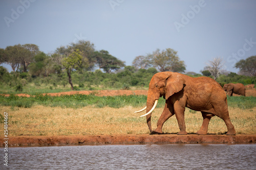 A big red elephant is walking on the bank of a water hole