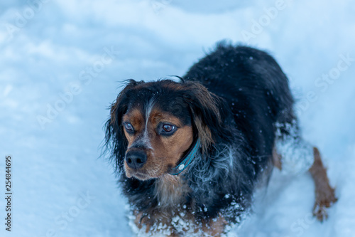 Small Brittany Spaniel Dog in Deep Snow on Lake Saimaa, Finland