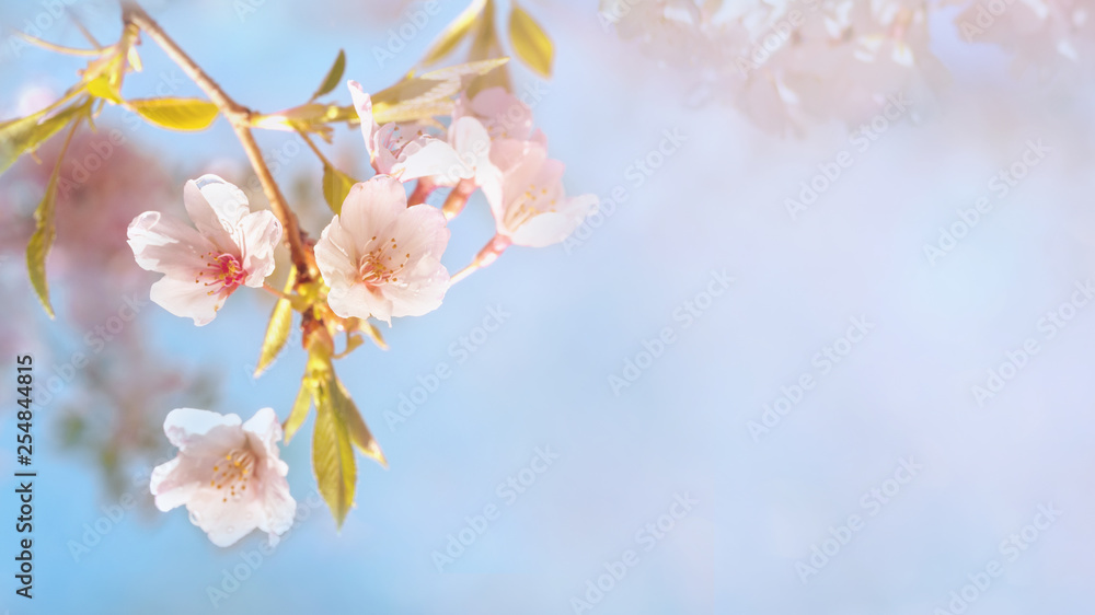Beautiful spring nature scene with pink blooming cherry tree Beautiful spring nature scene with pink blooming cherry tree