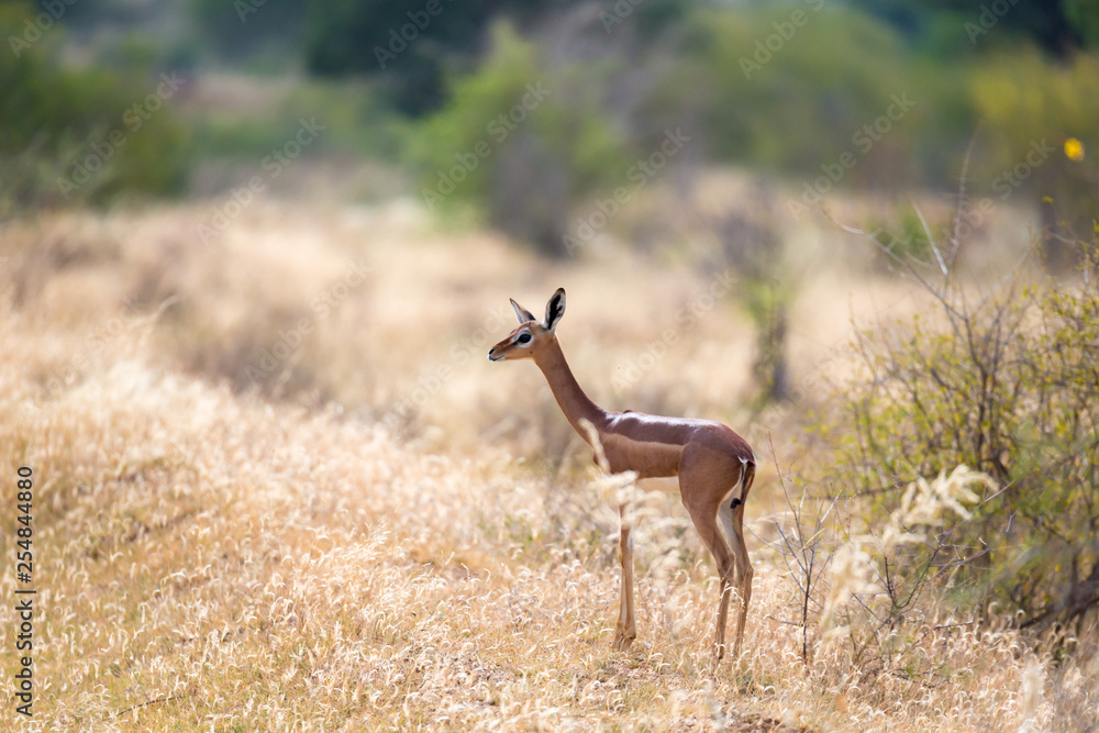 Fototapeta premium An antelope in the grassland of the savannah in Kenya