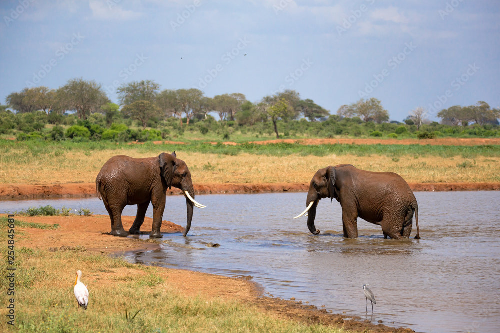Fototapeta premium Red elephants on the waterhole in the savannah of Kenya