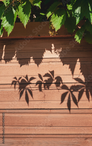 shadow of climbing leaves of wild grapes on shutters of country house