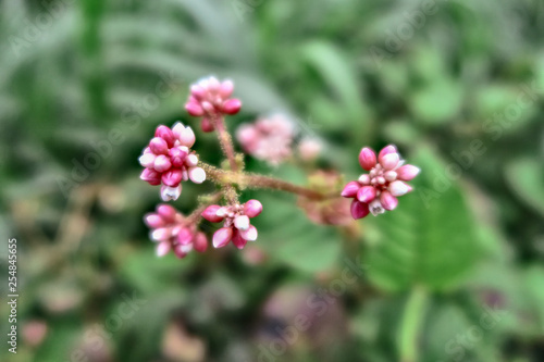 Blurred cultivar swamp milkweed flower. (Asclepias incarnata Soulmate)