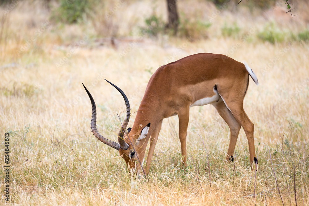 Native antelopes in the grasland of the Kenyan savannah Native antelopes in the grasland of the Kenyan savannah