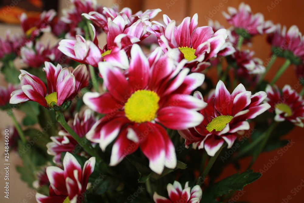Fototapeta premium holiday flowers