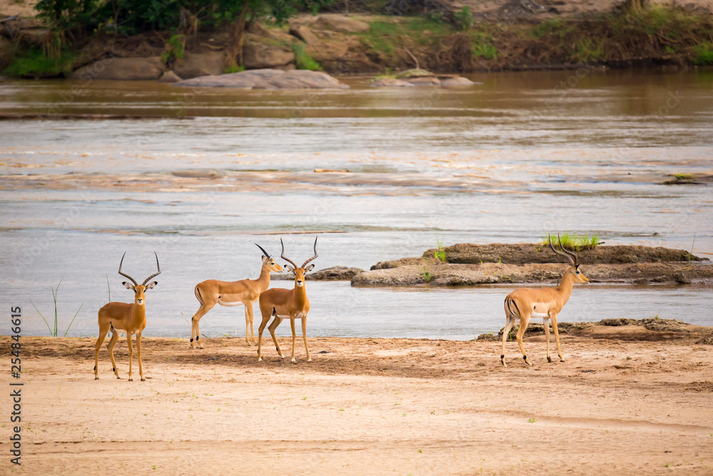 A lot of antelopes standing near the river A lot of antelopes standing near the river